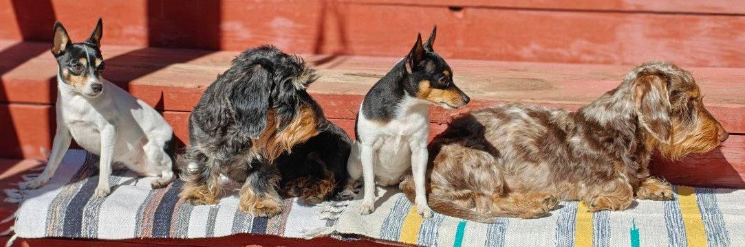 dog-friendly. У нас можно с собаками и даже черепахой